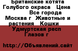 Британские котята Голубого окраса › Цена ­ 8 000 - Все города, Москва г. Животные и растения » Кошки   . Удмуртская респ.,Глазов г.